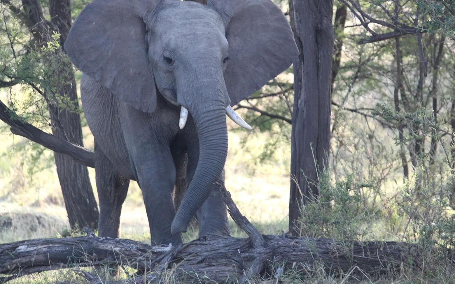 Elephant, africa and safari
